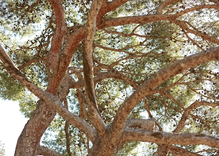 Résidence Le Provençal *